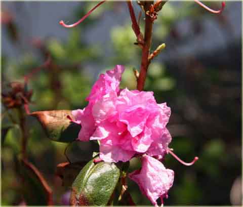 Azalia japońska Staccato - Azalea japonica Staccato