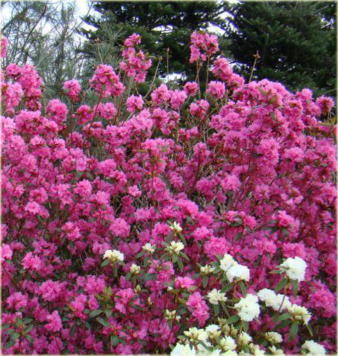 Azalia japońska Staccato - Azalea japonica Staccato