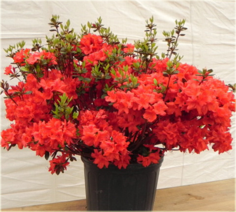 Azalia japońska Stewartstonian - Azalea japonica Stewartstonian