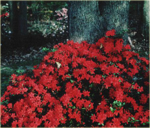 Azalia japońska Stewartstonian - Azalea japonica Stewartstonian