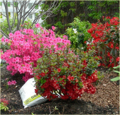 Azalia japońska Stewartstonian - Azalea japonica Stewartstonian