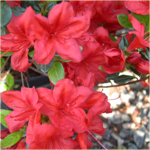 Azalia japońska Stewartstonian - Azalea japonica Stewartstonian