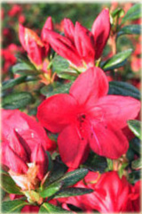 Azalia japońska Stewartstonian - Azalea japonica Stewartstonian