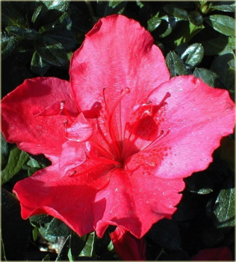 Azalia japońska Vuyk's Scarlet - Azalea japonica Vuyk's Scarlet