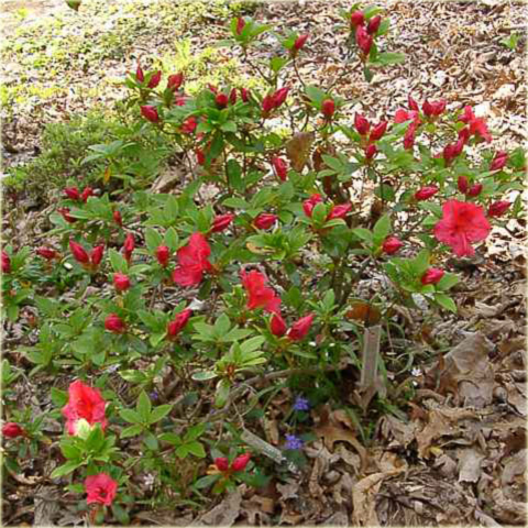 Azalia japońska Vuyk's Scarlet - Azalea japonica Vuyk's Scarlet