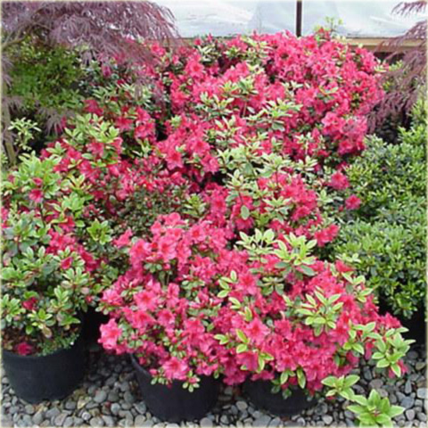 Azalia japońska Vuyk's Scarlet - Azalea japonica Vuyk's Scarlet