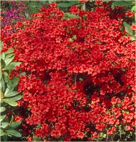 Azalia japońska Vuyk's Scarlet - Azalea japonica Vuyk's Scarlet