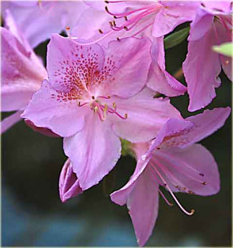 Azalia koreańska Poukhanense - Azalea Poukhanense