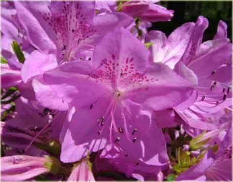 Azalia koreańska Poukhanense - Azalea Poukhanense