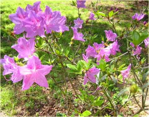 Azalia koreańska Poukhanense - Azalea Poukhanense