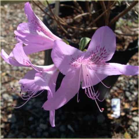 Azalia koreańska Poukhanense - Azalea Poukhanense