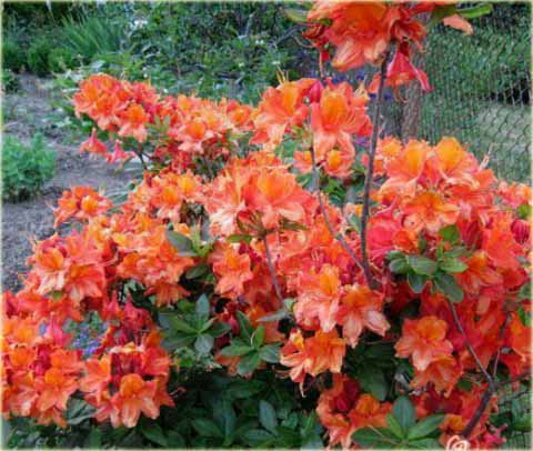 Azalia wielkokwiatowa Glowing Embers - Azalea Glowing Embers