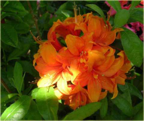 Azalia wielkokwiatowa Glowing Embers - Azalea Glowing Embers