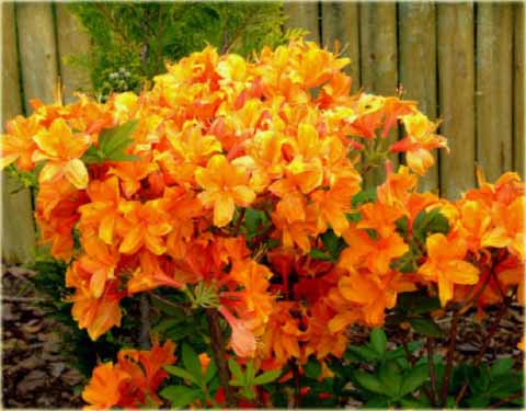 Azalia wielkokwiatowa Glowing Embers - Azalea Glowing Embers