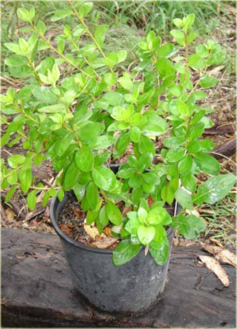 Azalia wielkokwiatowa Glowing Embers - Azalea Glowing Embers