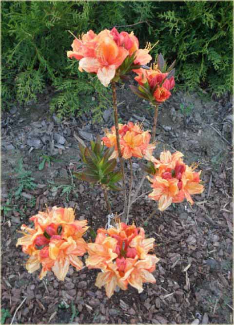 Azalia wielkokwiatowa Glowing Embers - Azalea Glowing Embers