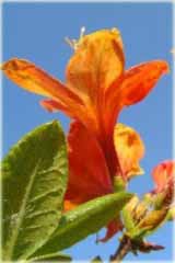 Azalia wielkokwiatowa Glowing Embers - Azalea Glowing Embers