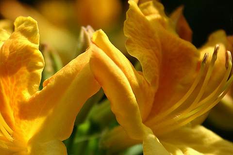 Azalia wielkokwiatowa Golden flare Azalea Golden flare