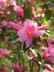 Azalia wielkokwiatowa Il Tasso - Azalea Il Tasso
