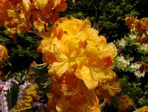 Azalia wielkokwiatowa Klondyke - Azalea Klondyke