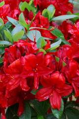 Azalia wielkokwiatowa Nabucco - Azalea Nabucco