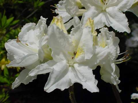 Azalia wielkokwiatowa Oxydol - Azalea Oxydol