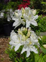 Azalia wielkokwiatowa Oxydol - Azalea Oxydol