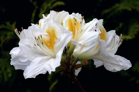 Azalia wielkokwiatowa Persil - Azalea Persil