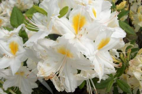Azalia wielkokwiatowa Persil - Azalea Persil