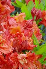 Azalia wielkokwiatowa Sarina - Azalea Sarina