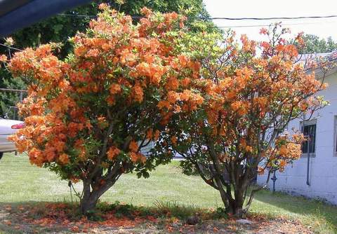 Azalia wielkokwiatowa Speks Orange - Azalea Speks Orange