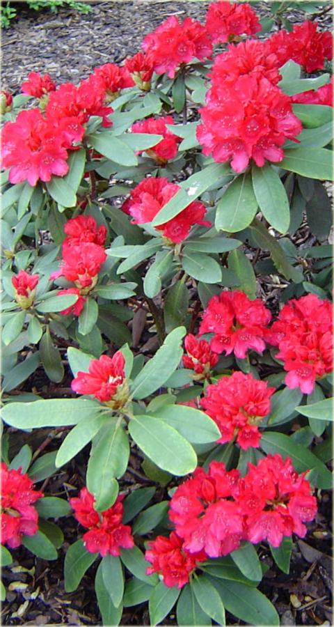Rododendron jakuszimański Astrid - Rhododendron yakushimanum Astrid