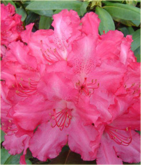 Rododendron jakuszimański Astrid - Rhododendron yakushimanum Astrid