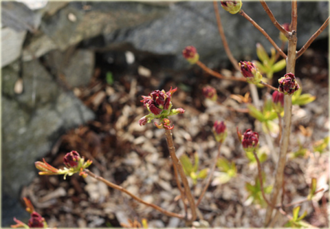 Rododendron jakuszimański Astrid - Rhododendron yakushimanum Astrid