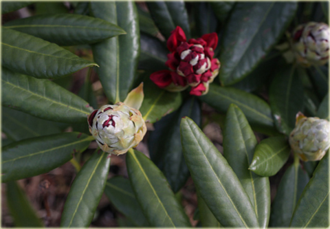 Rododendron jakuszimański Astrid - Rhododendron yakushimanum Astrid