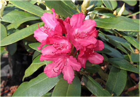 Rododendron jakuszimański Astrid - Rhododendron yakushimanum Astrid