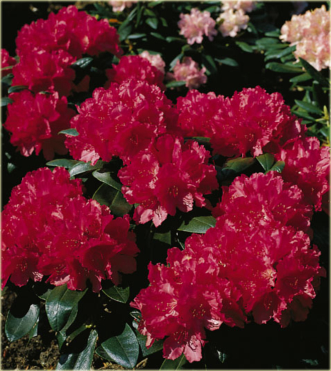 Rododendron jakuszimański Astrid - Rhododendron yakushimanum Astrid