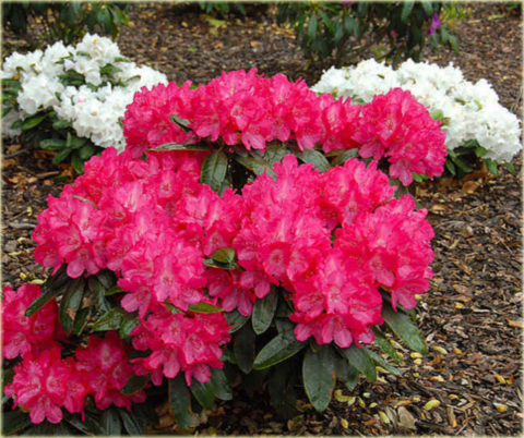 Rododendron jakuszimański Astrid - Rhododendron yakushimanum Astrid