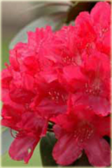 Rododendron jakuszimański Astrid - Rhododendron yakushimanum Astrid