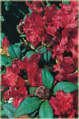 Rododendron repens Bad Eilsen - Rhododendron repens Bad Eilsen