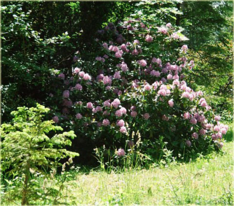 Rododendron jakuszimański Blurettia - Rhododendron yakushimanum Blurettia