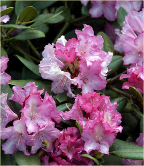 Rododendron jakuszimański Blurettia - Rhododendron yakushimanum Blurettia