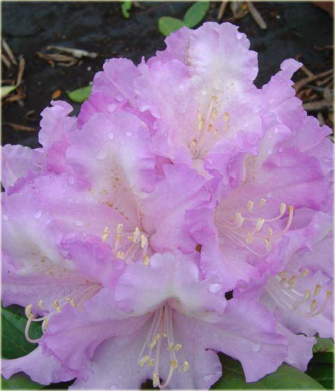 Rododendron jakuszimański Caroline Allbrook - Rhododendron yakushimanum Caroline Allbrook