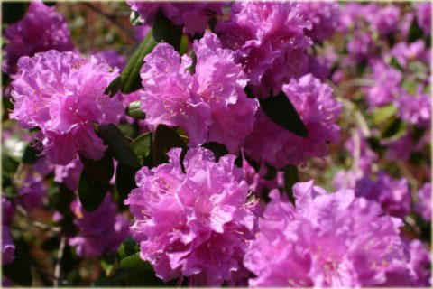Rododendron jakuszimański Caroline Allbrook - Rhododendron yakushimanum Caroline Allbrook