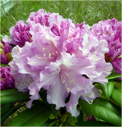 Rododendron jakuszimański Caroline Allbrook - Rhododendron yakushimanum Caroline Allbrook