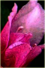 Rododendron wielokwiatowy Cheer Rhododendron Caucasicum