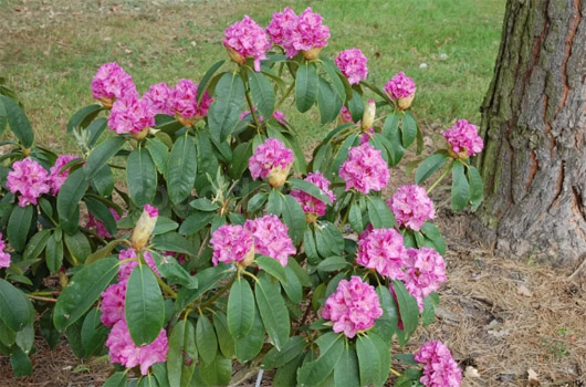 Rododendron czeski Becov purpurowofiolet Rhododendron hybrid Becov Bečov