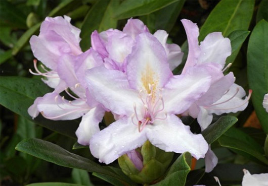 Rododendron czeski Bezdez biało-jasnofioletowy Rhododendron Bezděz