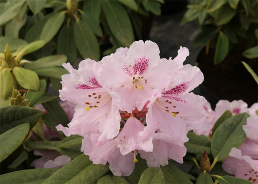 Rododendron czeski lilioworóżowy Bouzov, Rhododendron calophytum-hybrid Bouzov