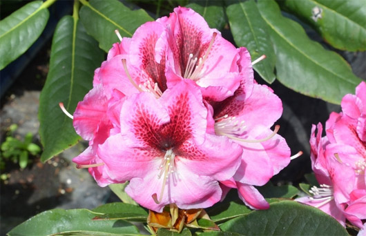 Rododendron czeski Děvín różowy z łatką, Rhododendron hybrid Děvín